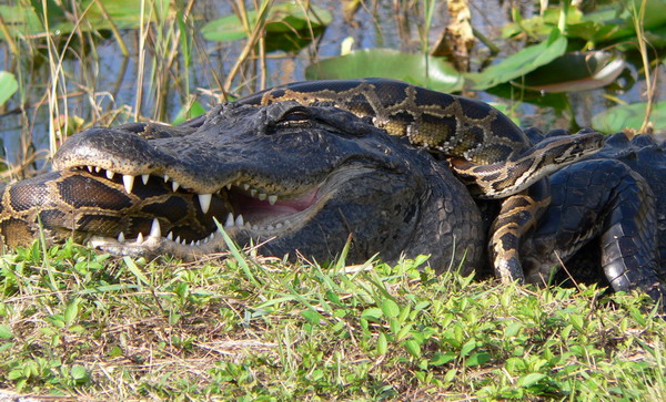 pythons in everglades. Pythons was destroyed and